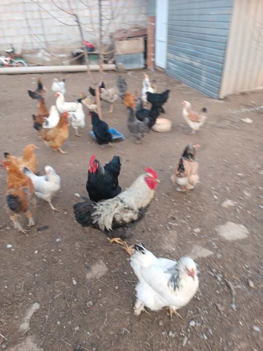 Домашний тауықтар бар