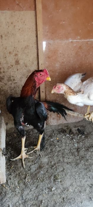 Сотилади икаласи мокийон тухум да