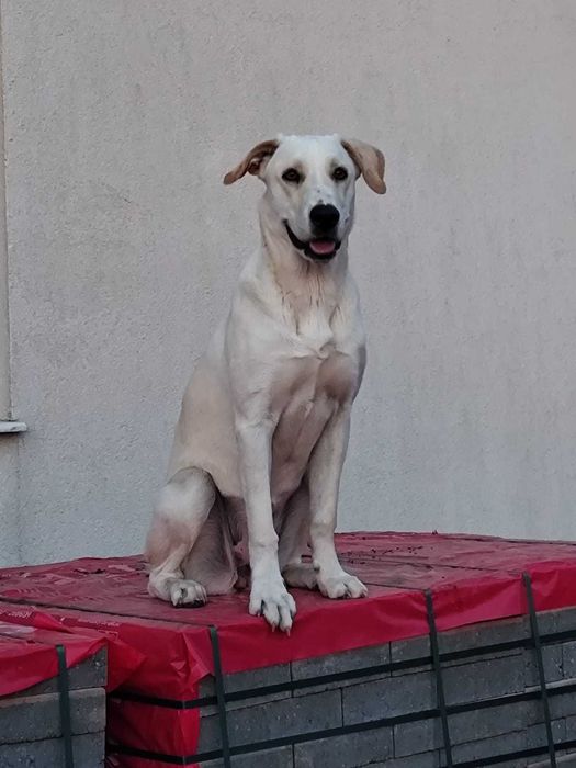 Donez catelusa metis