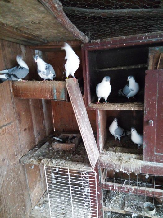 Desfintez crescătorie de porumbei