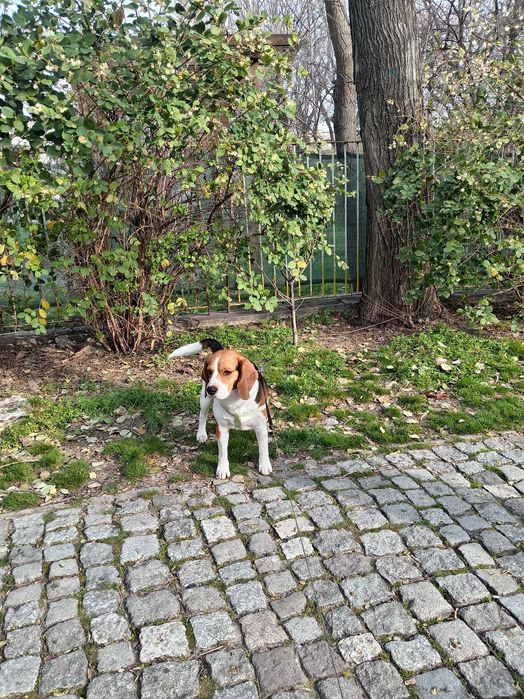 Куче си търси женска