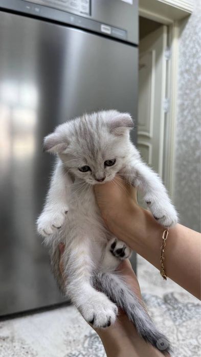 Продаются котята скоттиш фолд/страйт (серебристая шиншилла)