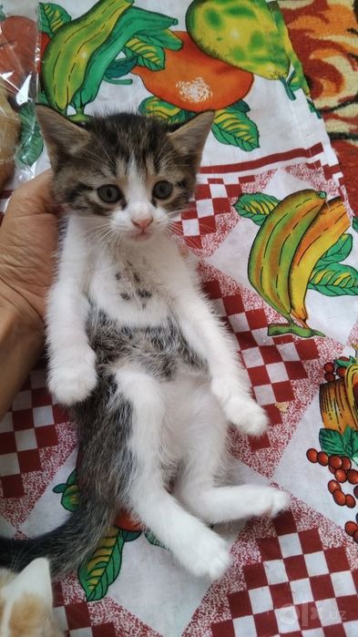 Mushukchala mehribon insonlaga bepul beriladi
