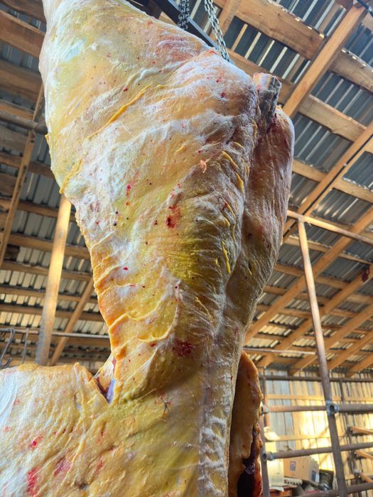 Бие конина мясо ет