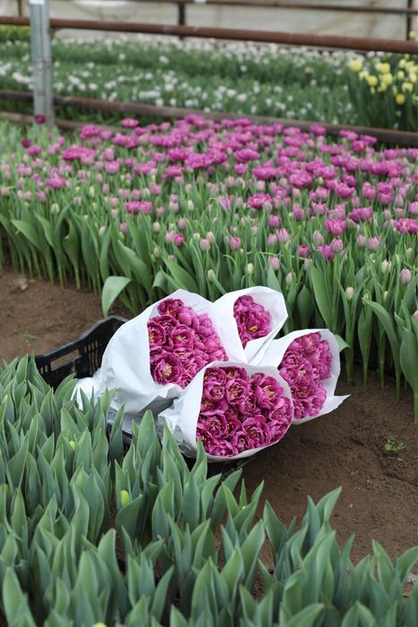 Тюльпаны оптом и в розницу