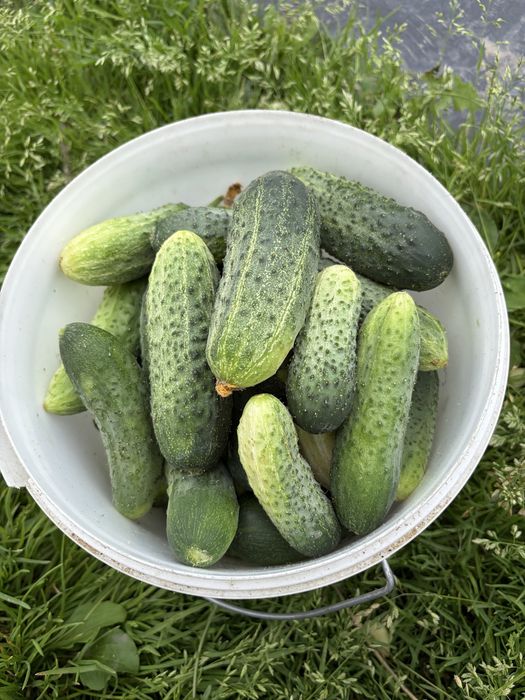 Продам свежие огурцы домашние