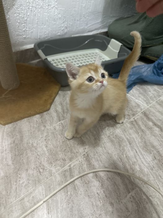 Британская кошка,маленькая