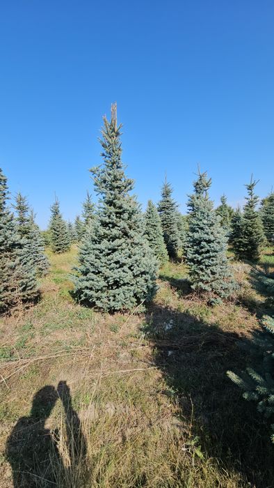 Елка,голубые ели 4 м