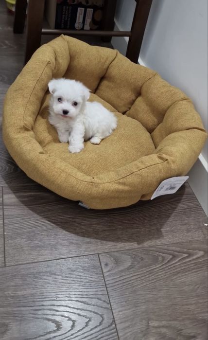 Mascul bichon maltez miny toy