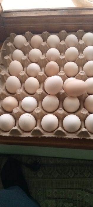 Курица чайник Японча tuxumlari sotiadi