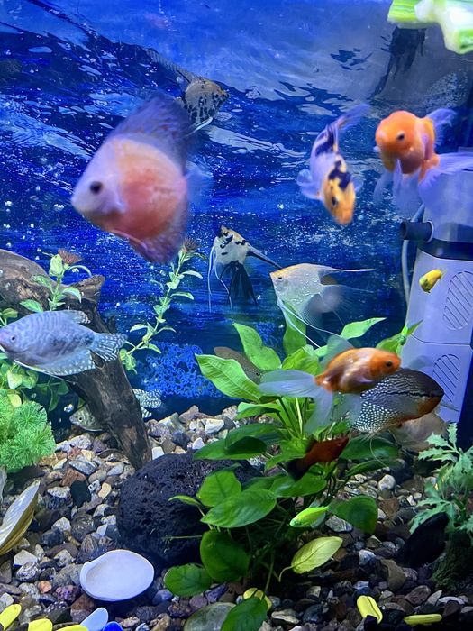 Аквариумные рыбки. мирные породы