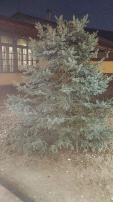 Елка прадаетция хароши