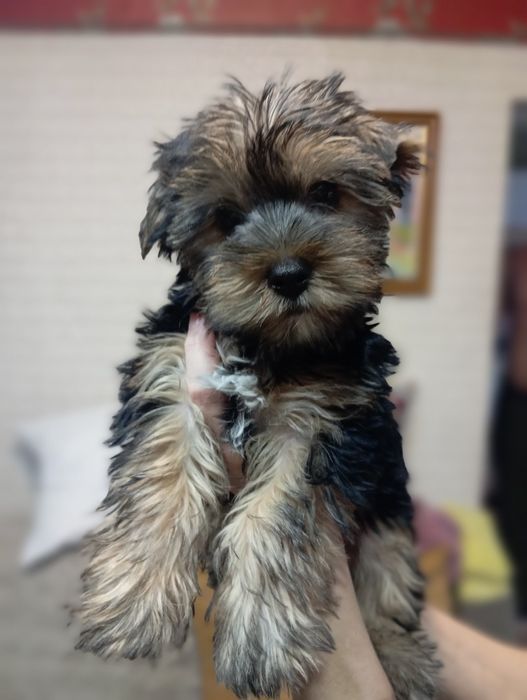 Щенки Йоркширский терьер