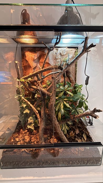 Terariu din sticlă 45x45x60 cm – complet amenajat cu plante vii