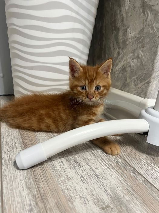 Отдам котят в добрые руки