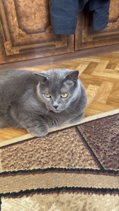 Отдаю кота в добрые руки