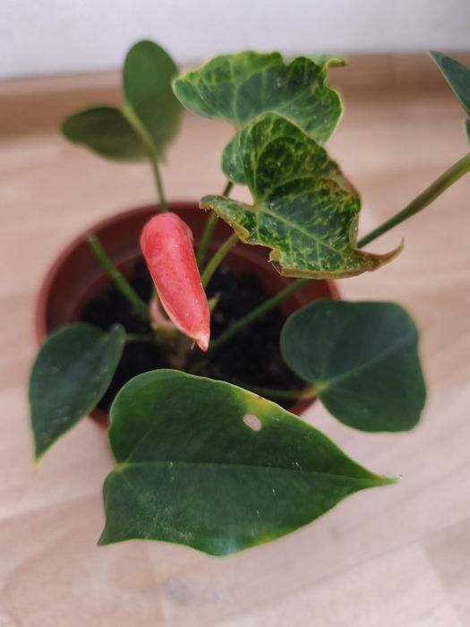 Продается цветок домашний