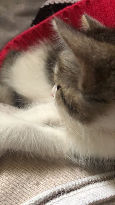 Отдаю котят в добрые руки