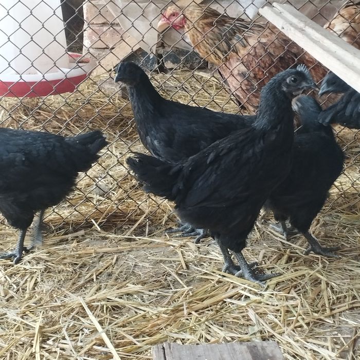 Продам куры домашние