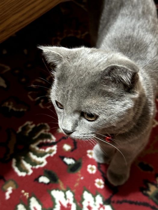 Продается кошка скотиш фолд