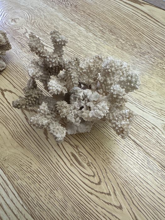 Морские кораллы