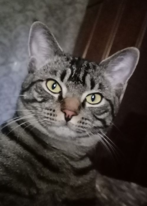 Отдам кота в добрые руки