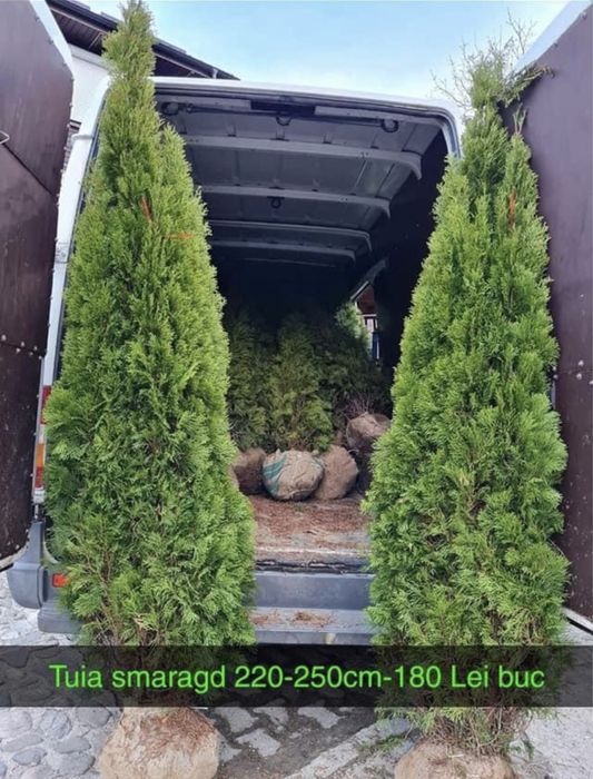 Tuia la cele mai bune preturi