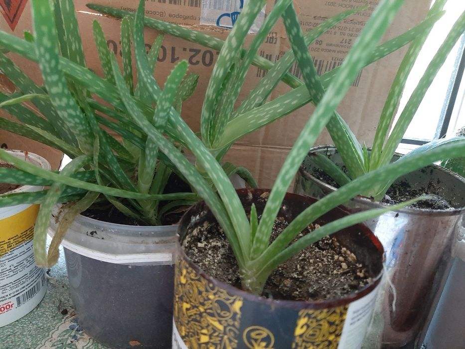 Доллоровое дерево, алоэ, кактус