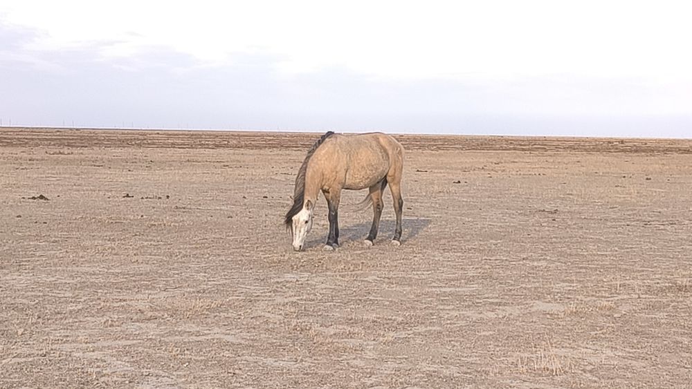 Жылқы үйірімен сатылады