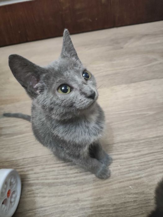 Отдадим в добрые руки котят