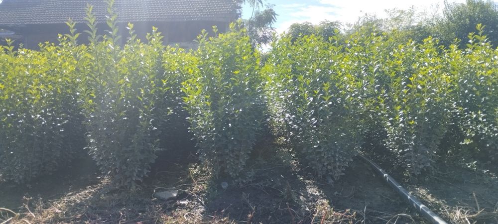 Лигуструм - Овалифолиум