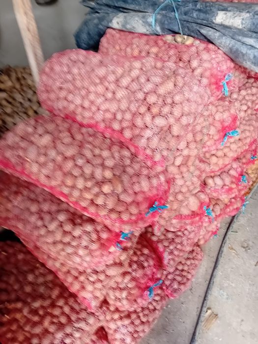 Vând cartofi de samanță, 0.6 lei kg