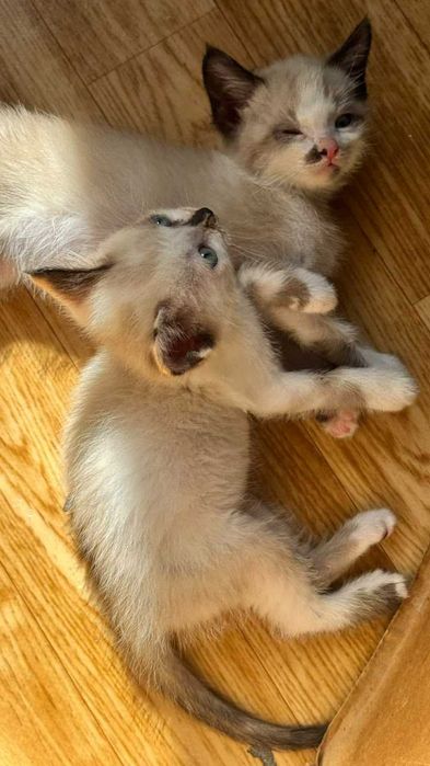 Котенок 2 мес, кошечка  в добрые  руки
