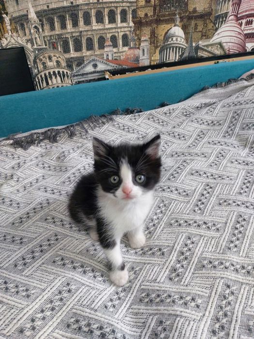 Котёнок ищет дом