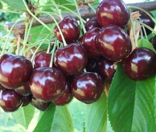 Cires Soiul (Staccato )