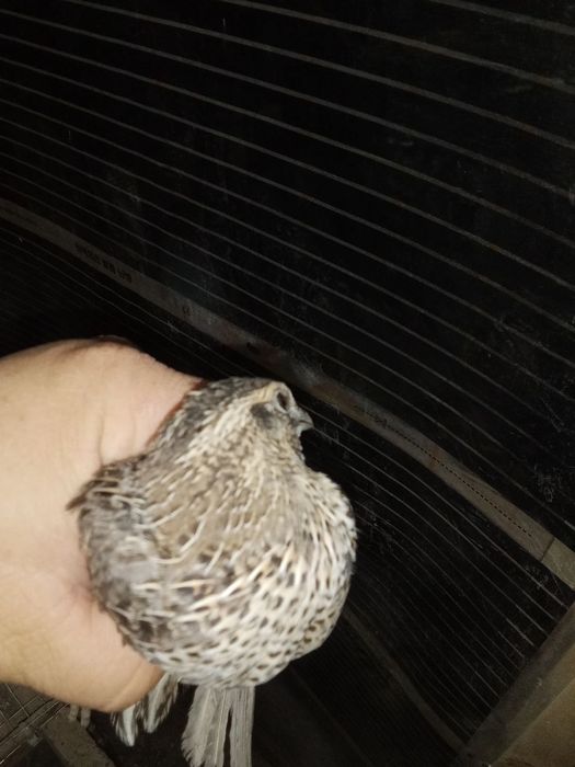 Таёр бизнес бедана
Готовый бизнес перепела