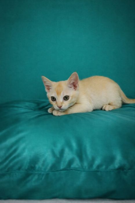 Европейская бурма