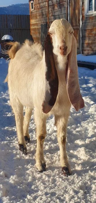 Гулаби козёл красавчик