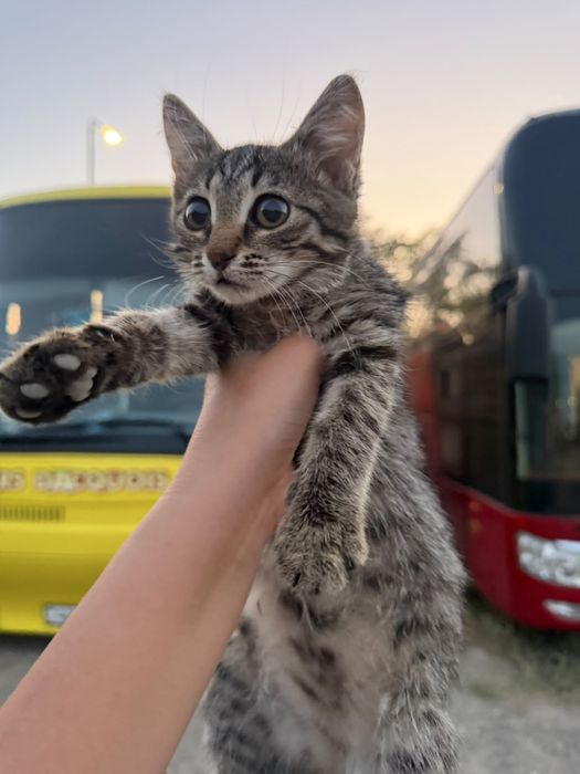 Отдам котенка в добрые руки