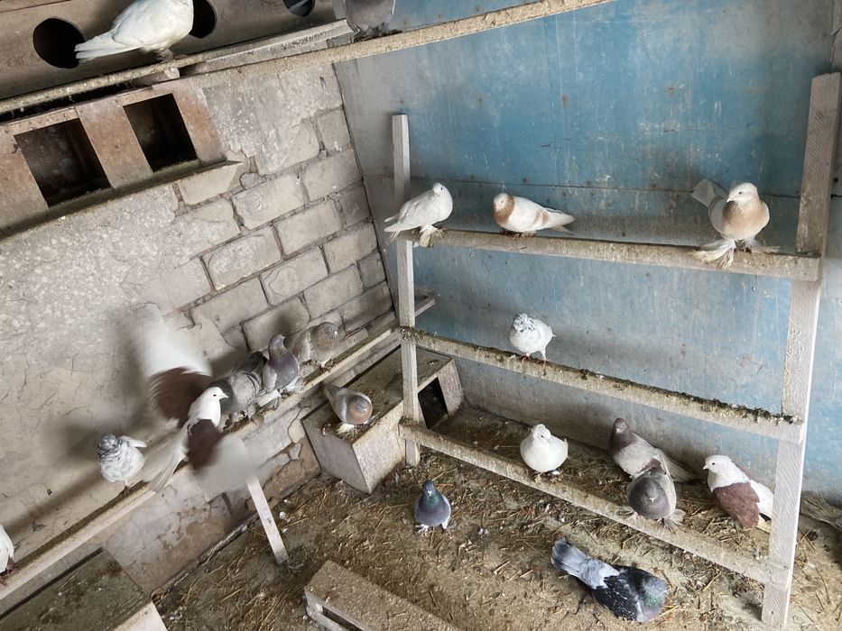 Продам голубей