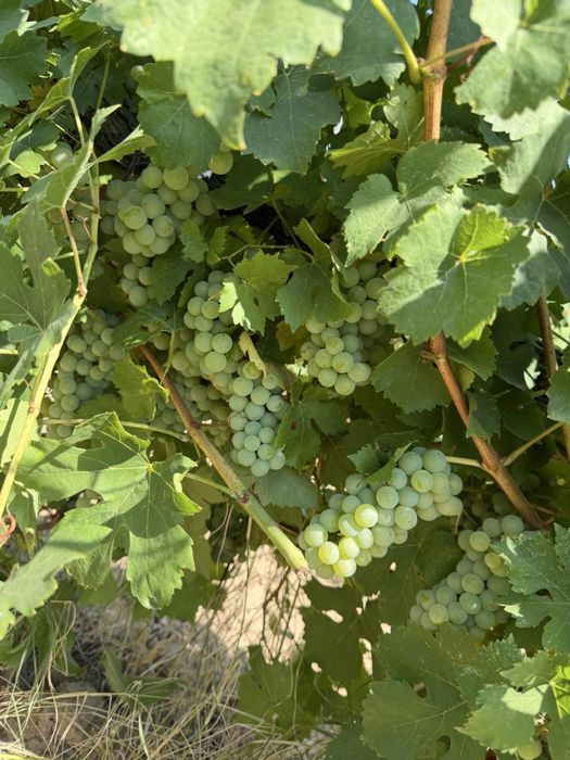 Продавам грозде за вино и ракия