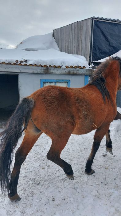 Жеребец башкир на племя