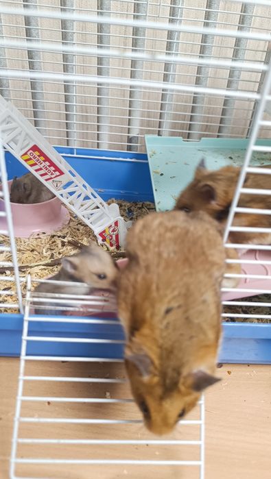 Хомячки (1 месяц)