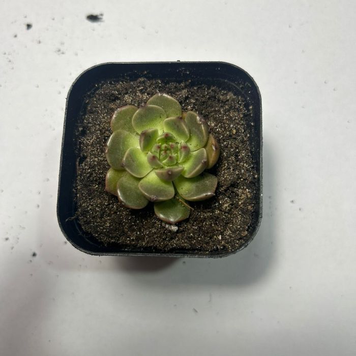 сукуленты, от 700 тенге