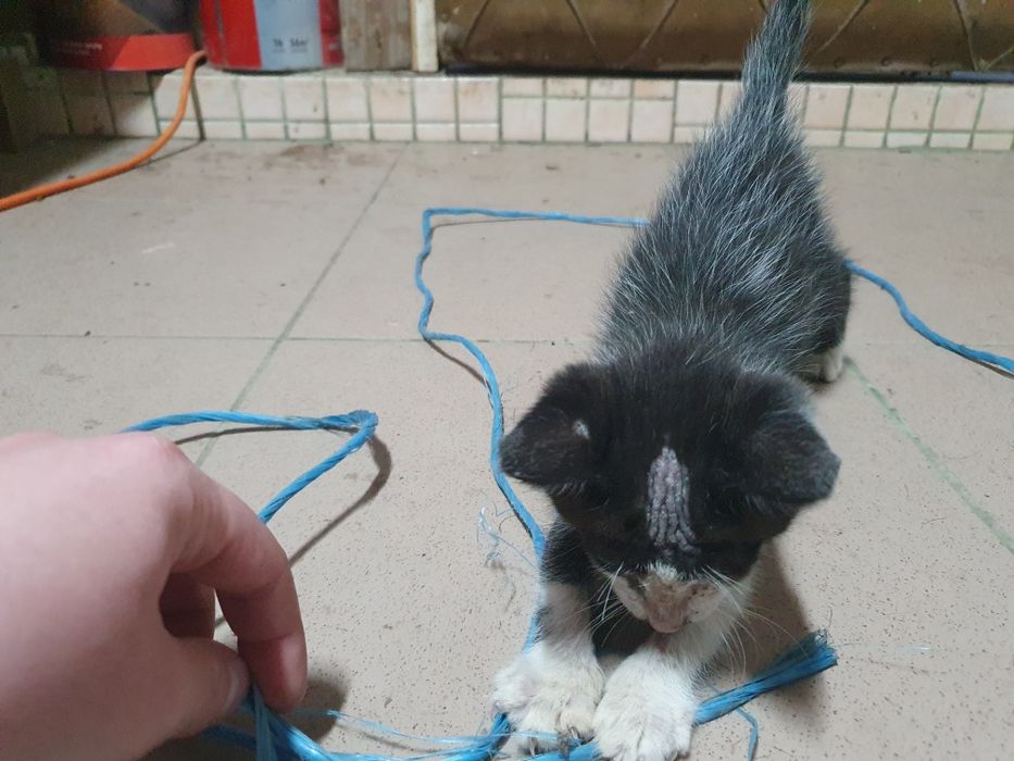 Adopție pisicuțe