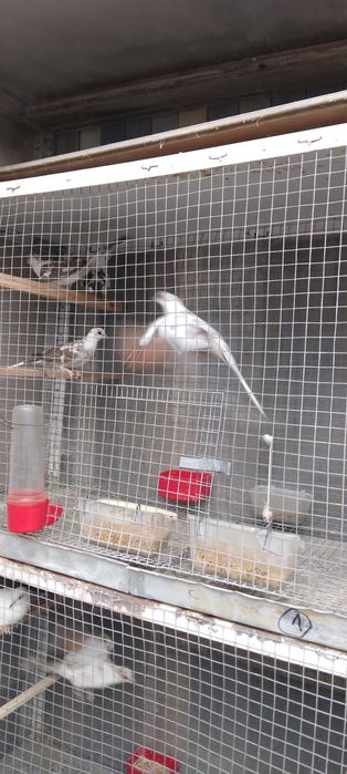 Диамантени гугутки