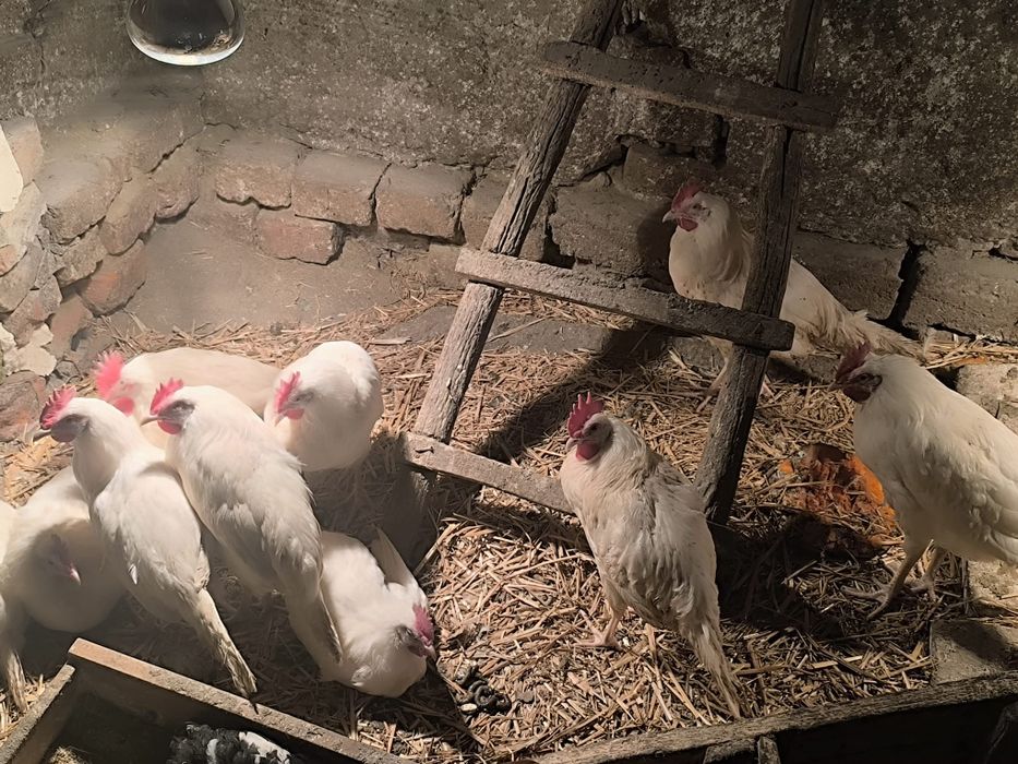 Продавам ПЕТЛИ на два месеца