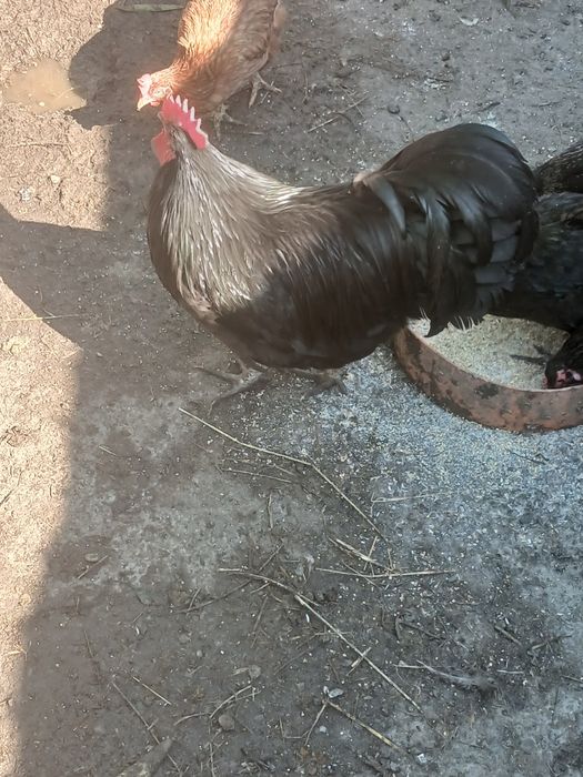 Vând animalele urgent!!!