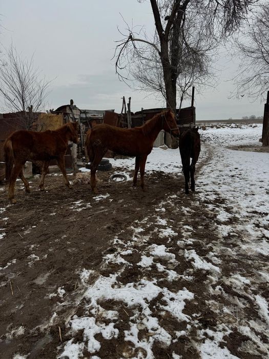 Бие кобыла байтал