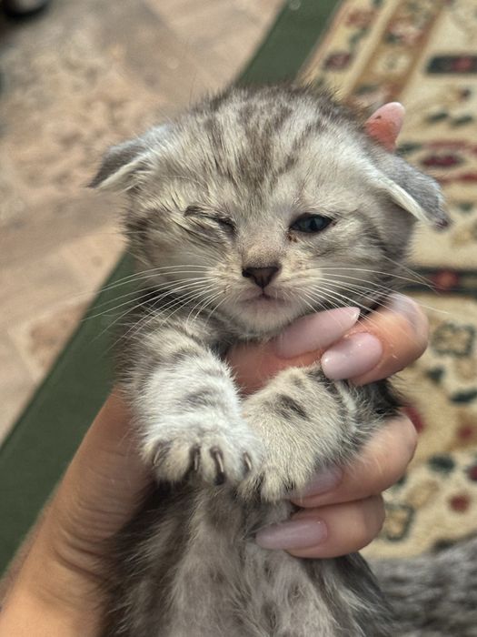 Котята срочно бесплатно